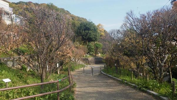 岡本梅林公園 岡本梅林公園,木,樹木の写真素材