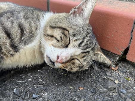 野良猫の寝顔１ 猫,野生,キジトラの写真素材