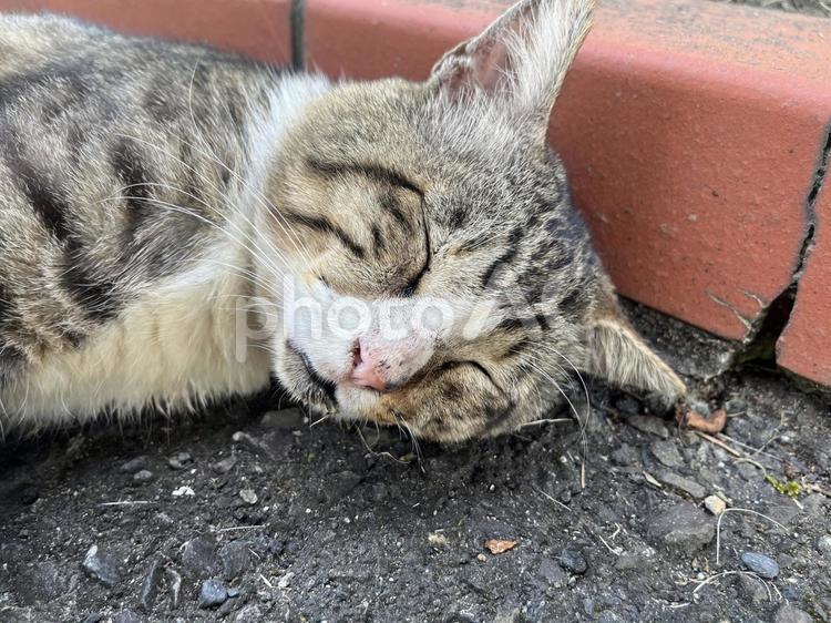 野良猫の寝顔１ 猫,野生,キジトラの写真素材