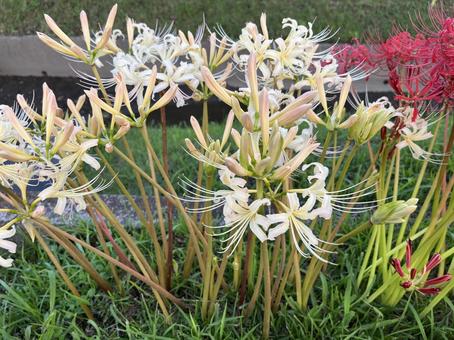 紅白彼岸花３ 彼岸花,紅白,赤の写真素材