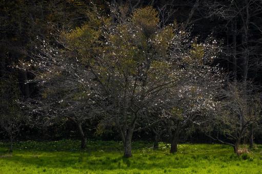 森の中の小さな風景 森の中の小さな風景 森,光,輝きの写真素材