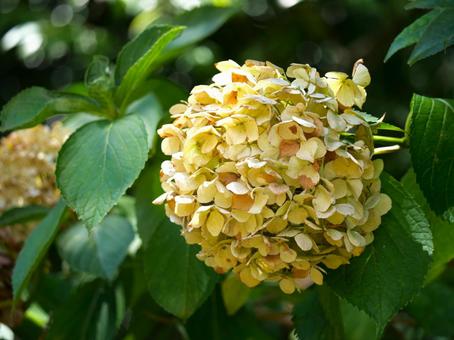 枯れた?夏季のあじさい2 枯れた?夏季のあじさい2 紫陽花,装飾花,八仙花の写真素材