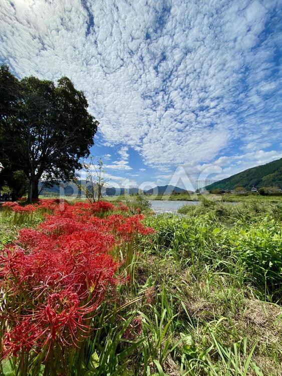 彼岸花の風景 曼殊沙華,ヒガンバナ,マンジュシャゲの写真素材