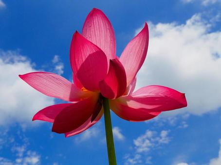 Photo, lotus, a lotus, bald, 