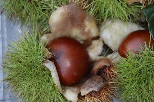 緑の棘の中の茶色の実の栗のアップの写真