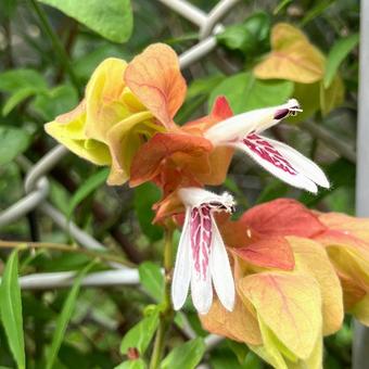 Photo, cohasset, natural, flower, 