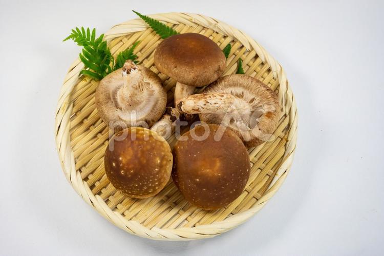 ざるに盛った椎茸 しいたけ,秋,キノコの写真素材