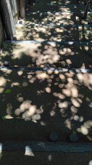 Road with sunlight filtering through the trees (vertical composition), sunbeams leaves, welcome, wood off the day, JPG