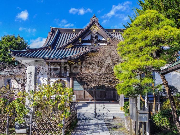 【神奈川県】鎌倉市・妙隆寺 妙隆寺,紅葉,鎌倉の写真素材