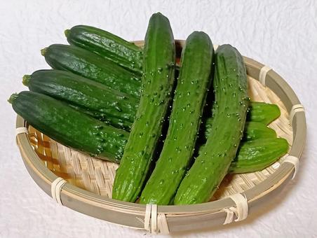 きゅうり きゅうり きゅうり,キュウリ,野菜の写真素材