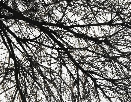 枝だけになった木のシルエット1 枝だけになった木のシルエット1 木,公園,外の写真素材