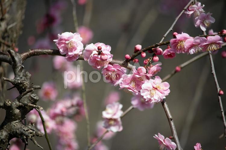 初春のピンクの梅の木と花びら 花,花素材,花びらの写真素材