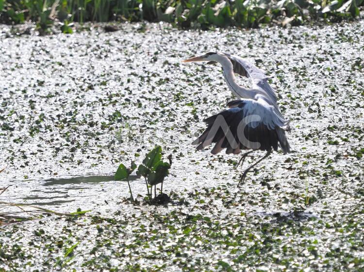 アオサギ　飛翔（2） アオサギ,野鳥,サギの写真素材
