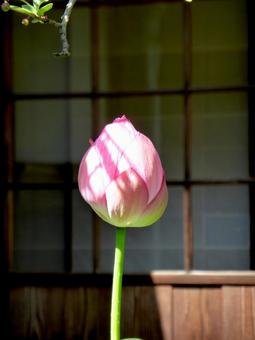 日本家屋の鉢から伸びるハスのツボミ ハス,植物,草花の写真素材