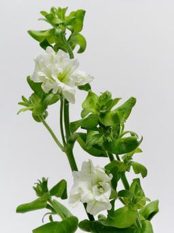 切り花用のペチュニアの花 花,ペチュニア,植物の写真素材