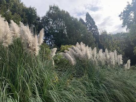 パンパスグラスの写真