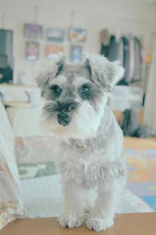 ミニチュアシュナウザー 犬,ペット,動物の写真素材