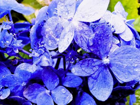 紫陽花の写真