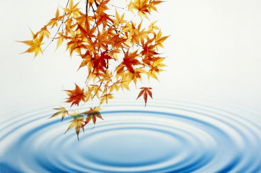 紅葉と波紋、水紋2 紅葉と波紋、水紋2の写真