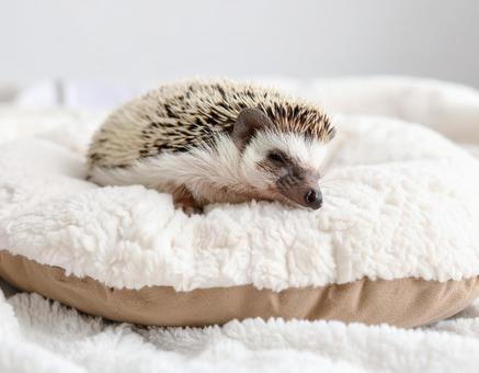 クッションの上ですやすや眠るハリネズミ クッションの上ですやすや眠るハリネズミの写真