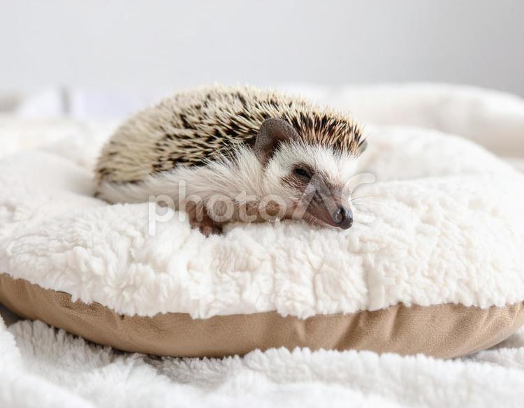 クッションの上ですやすや眠るハリネズミ はりねずみ,眠る,クッションの写真素材