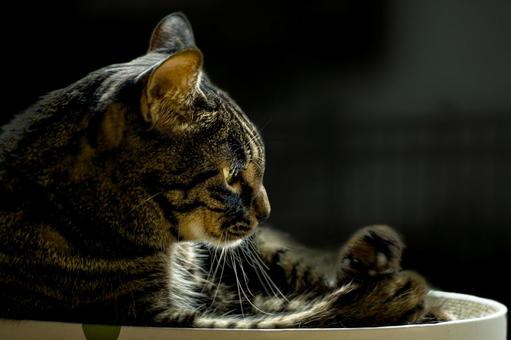 日向ぼっこ 日向ぼっこ ネコ,日向ぼっこ,癒しの写真素材