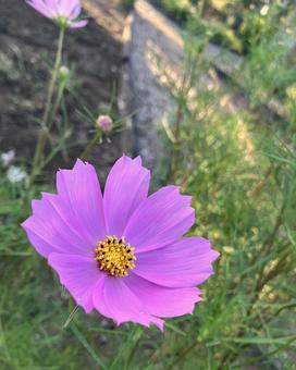 コスモスの花 コスモスの花の写真