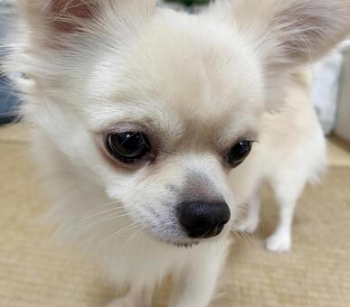 白いチワワ チワワ,ペット,犬の写真素材