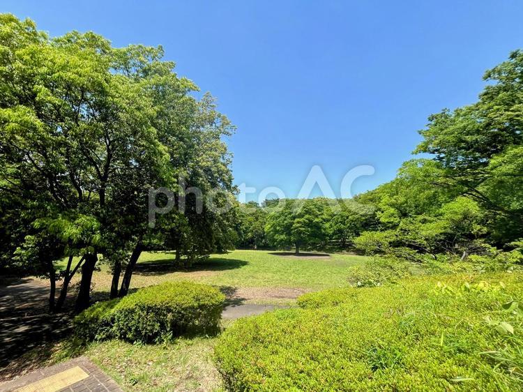 広い公園 木,緑,公園の写真素材