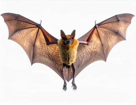 羽を広げて飛ぶコウモリ 羽を広げて飛ぶコウモリの写真