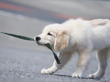 ヤンチャなゴールデンの仔犬 ヤンチャなゴールデンの仔犬 犬,ゴールデンレトリバー,dogの写真素材