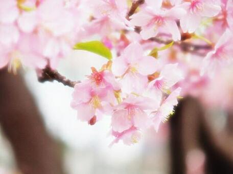 早咲きの桜 早咲きの桜の写真