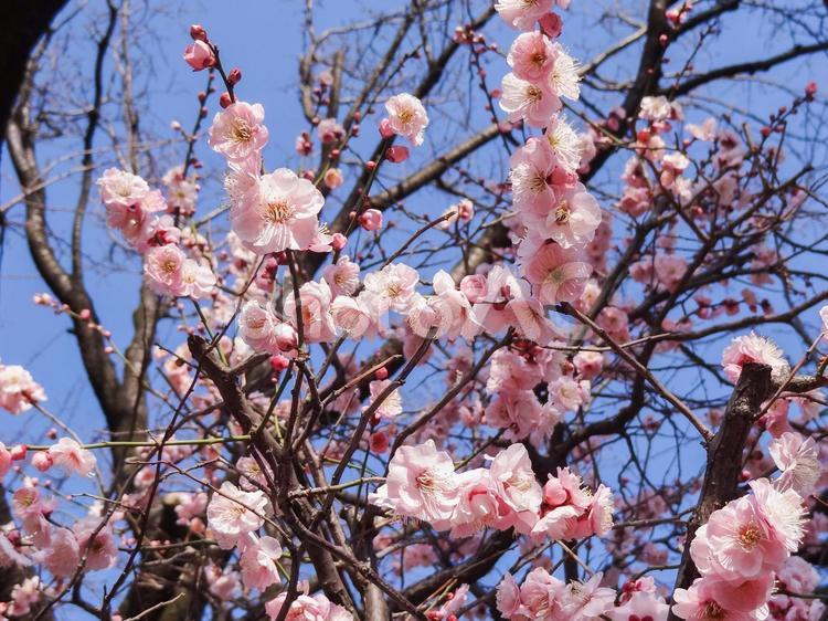 見上げた梅の花 梅,梅の花,梅の木の写真素材