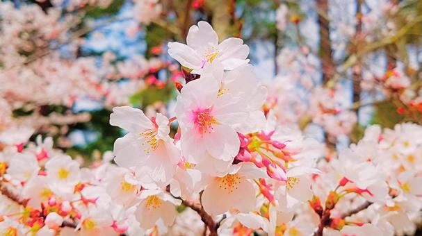 桜満開5 桜満開5 桜,さくら,花の写真素材