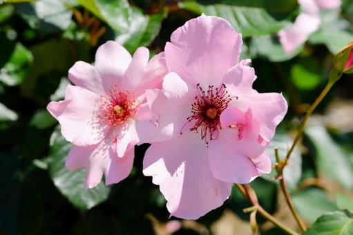 薔薇 デンティベス 薔薇 デンティベス 薔薇,デンティベス,花の写真素材
