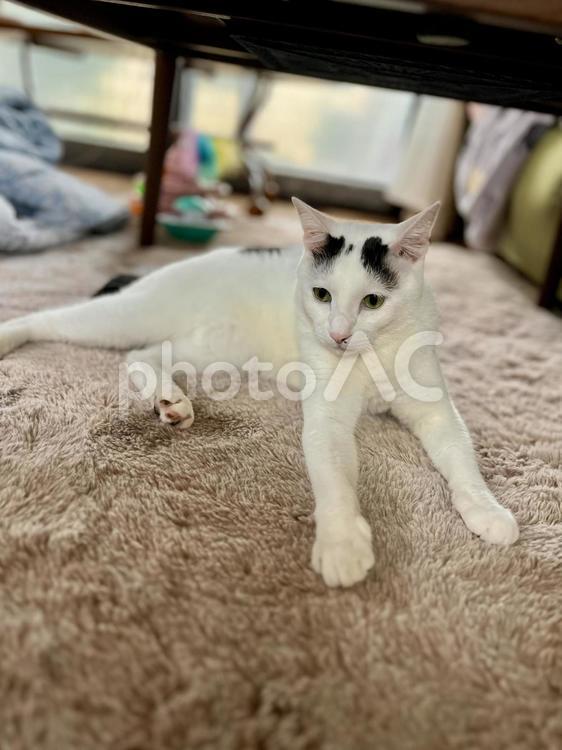 まろ眉　オトちゃん ねこ,かわいい,ペットの写真素材