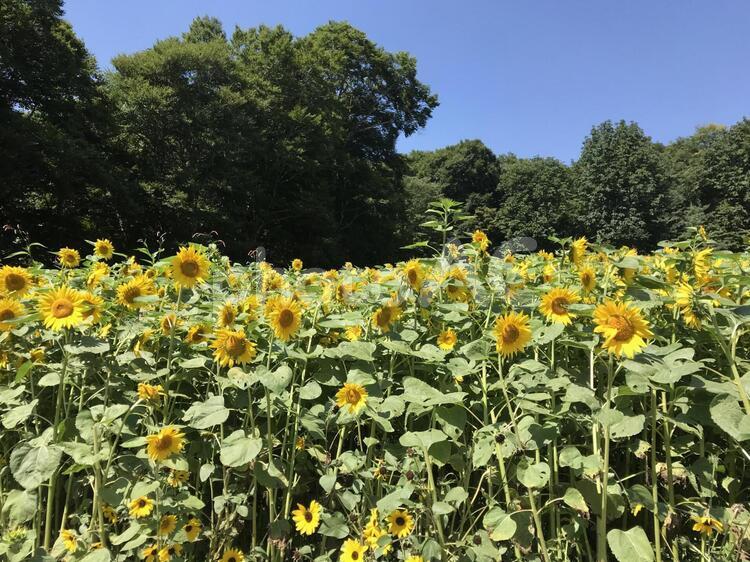ひまわり畑 ひまわり畑,なつ,夏の写真素材