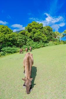 鹿児島　開聞山麓自然公園（トカラ馬牧場） 開聞山麓自然公園,トカラ馬牧場,開聞岳の写真素材