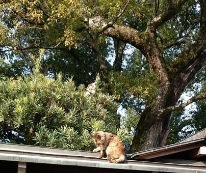 屋根の上で顔を洗っているネコ1 ネコ,顔を洗う,動物の写真素材