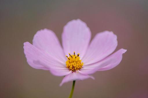 コスモスの花 コスモスの花の写真