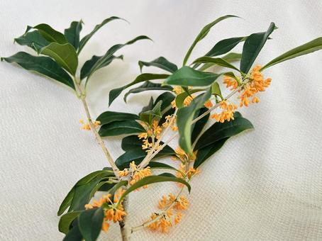 キンモクセイ キンモクセイ,花,植物の写真素材