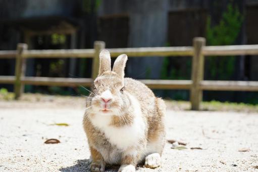 広島 大久野島 うさぎ島のうさぎ15 うさぎ,兎,卯の写真素材