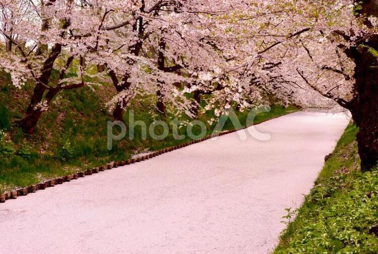 桜のある風景　 桜,自然,花の写真素材