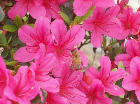 Azalea 3, JPG Azalea 3, JPG
