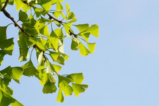 イチョウの葉 イチョウ,葉,黄葉の写真素材