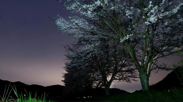 Photo, night, cherry blossoms, petal, 