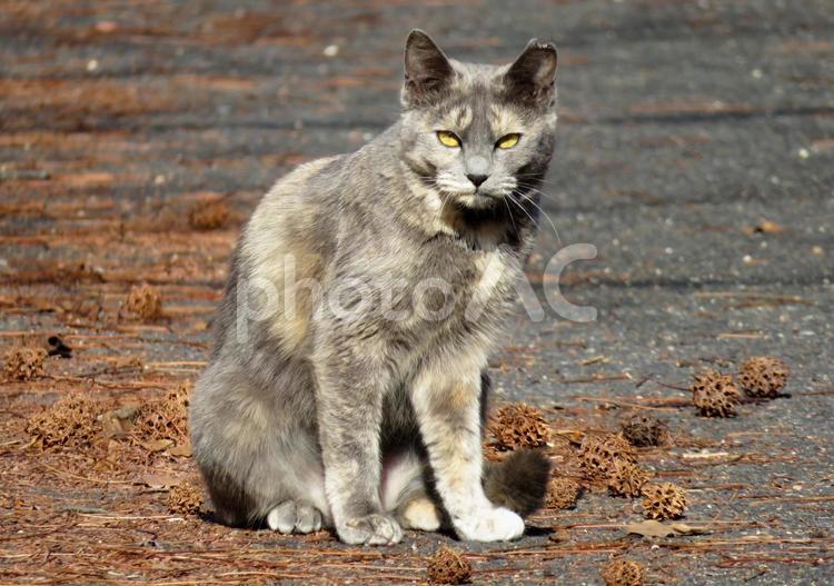 お座りしてこちらを見つめる痩せた猫 猫,ネコ,ねこの写真素材