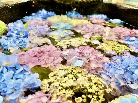 Cool Hydrangea, JPG Cool Hydrangea, JPG