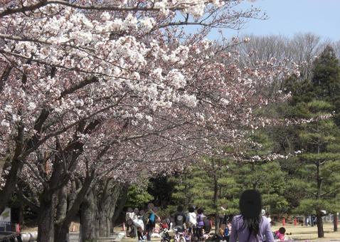 桜の並木道-23 桜,木,幹の写真素材