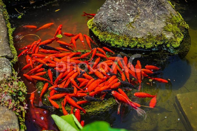 池の中の金魚 金魚,赤い魚,池の写真素材